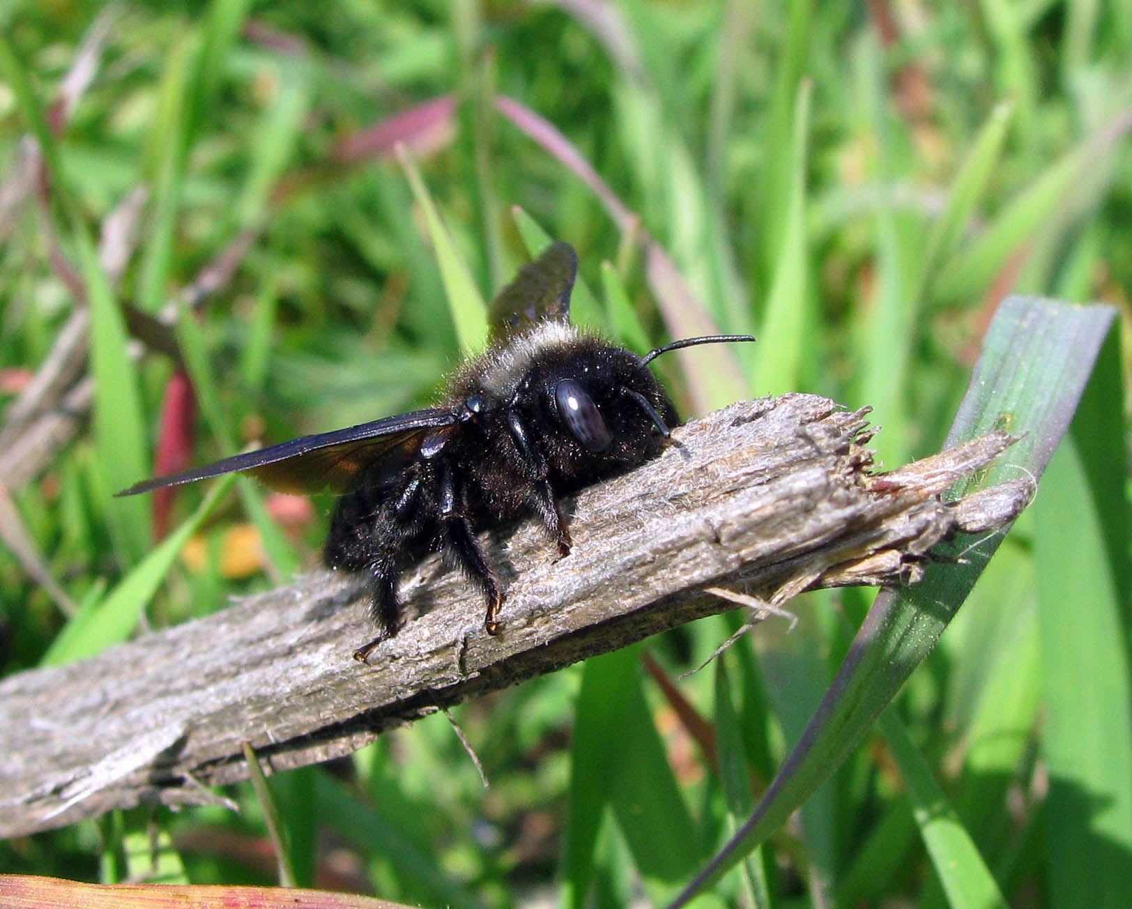 Apidae: Xylocopa iris maschio e maschi di Osmia sp.